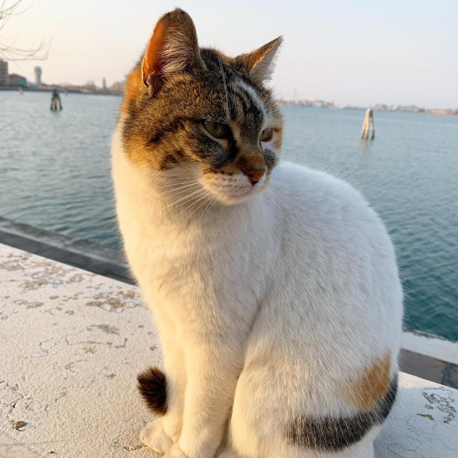 Sepa Chioggia Calle Moretti Zewnętrze zdjęcie